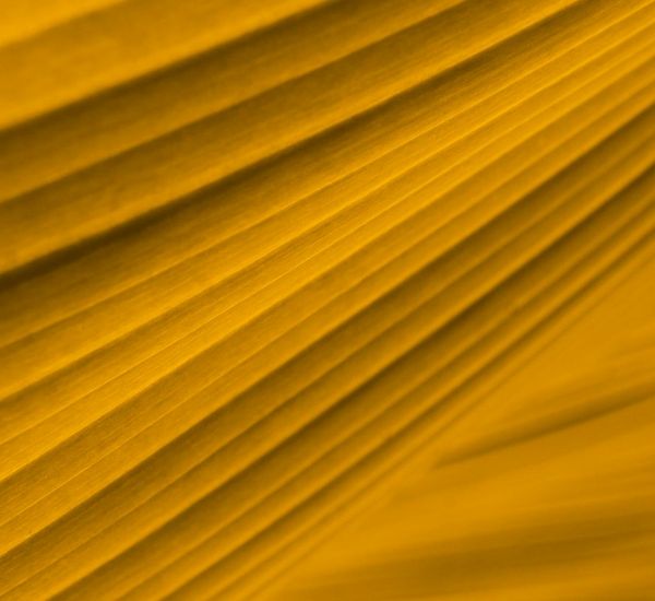 Abstract visual representing airflow and breathing in golden lines.